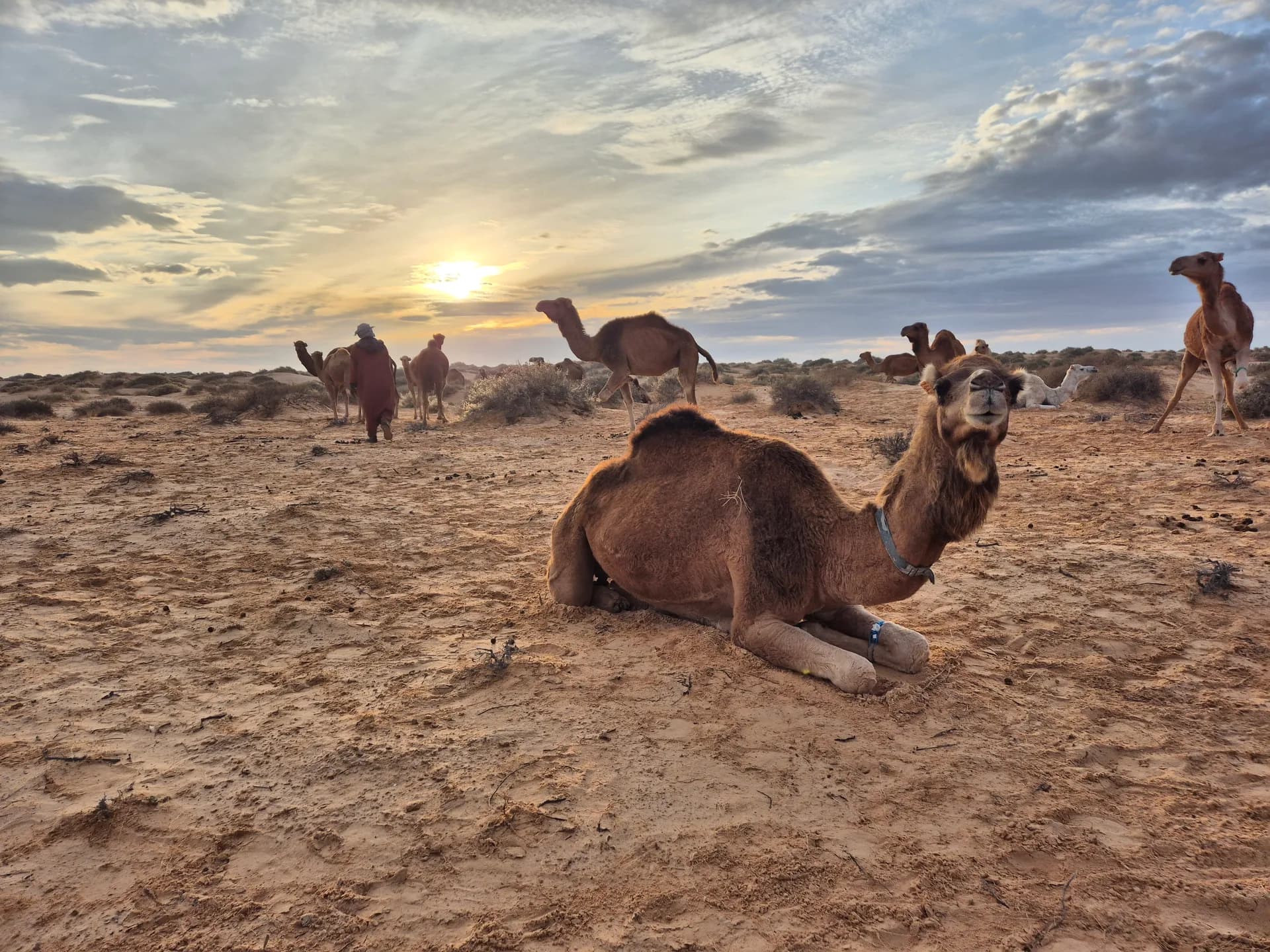 Camel Treks